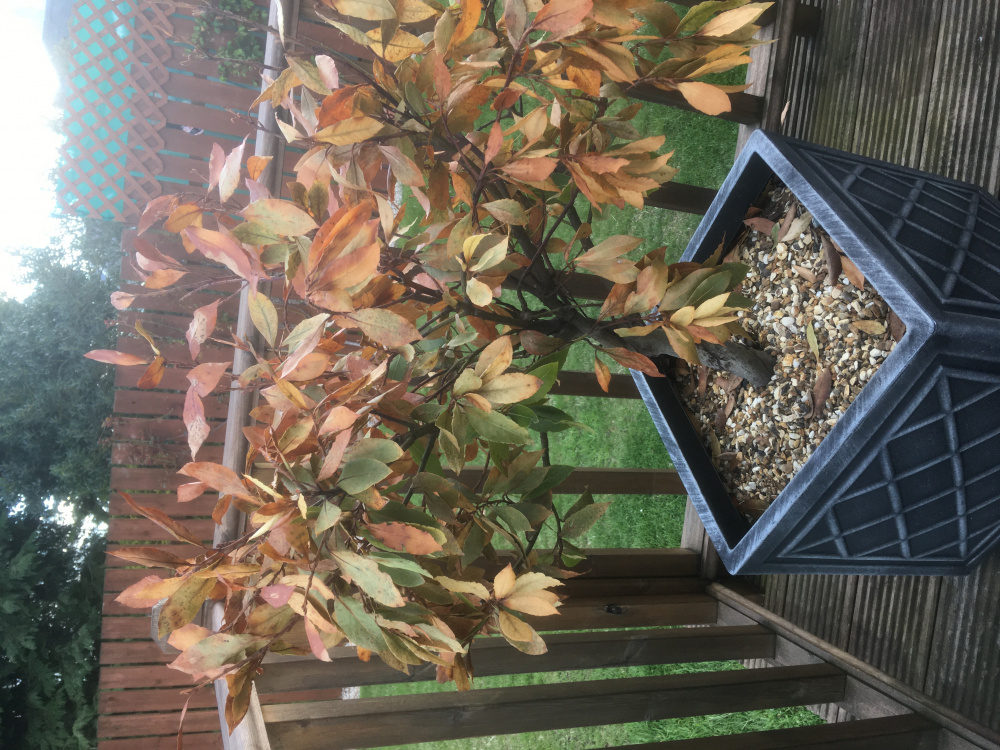 Bay tree frost damage — BBC Gardeners' World Magazine