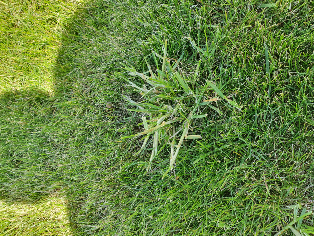 Is this scutch grass? — BBC Gardeners' World Magazine