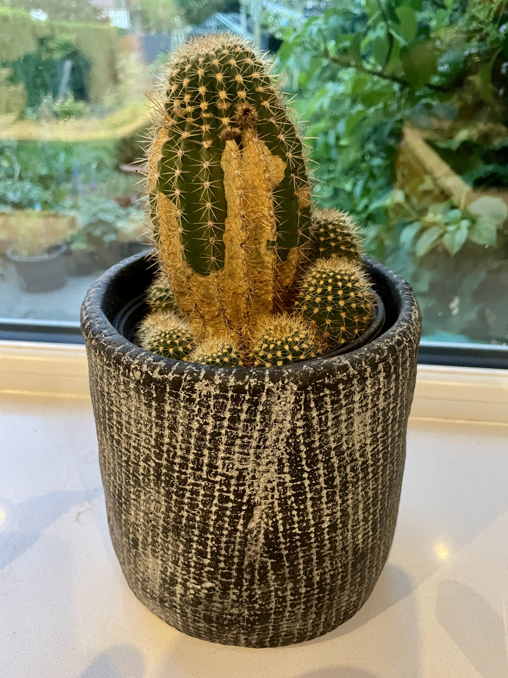 Cactus turning brown — BBC Gardeners' World Magazine