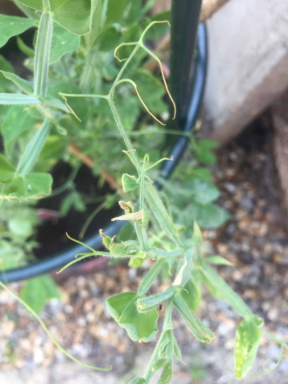 Sweet Peas not flowering Please help! — BBC Gardeners' World Magazine