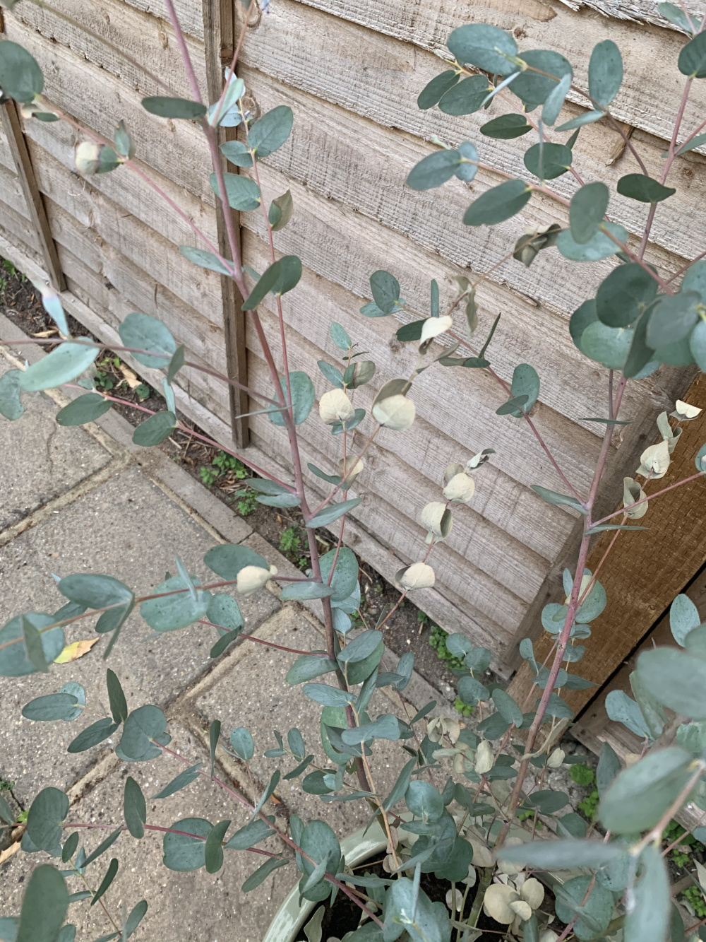 Unhappy Eucalyptus Gunnii Bbc Gardeners World Magazine