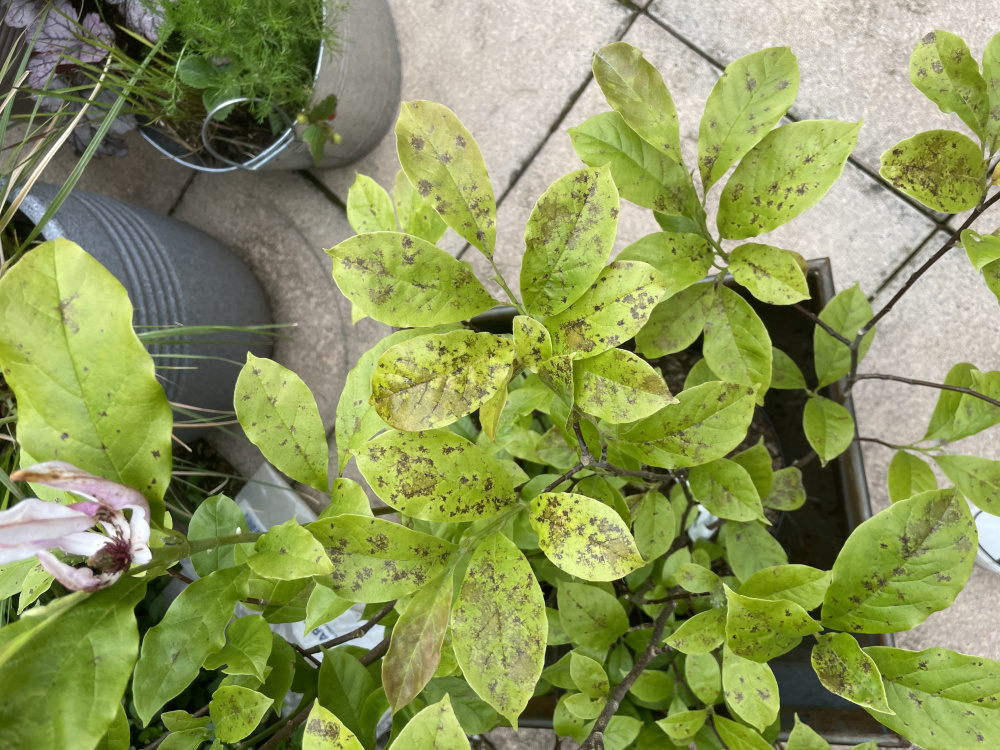 Magnolia leaf spot — BBC Gardeners' World Magazine