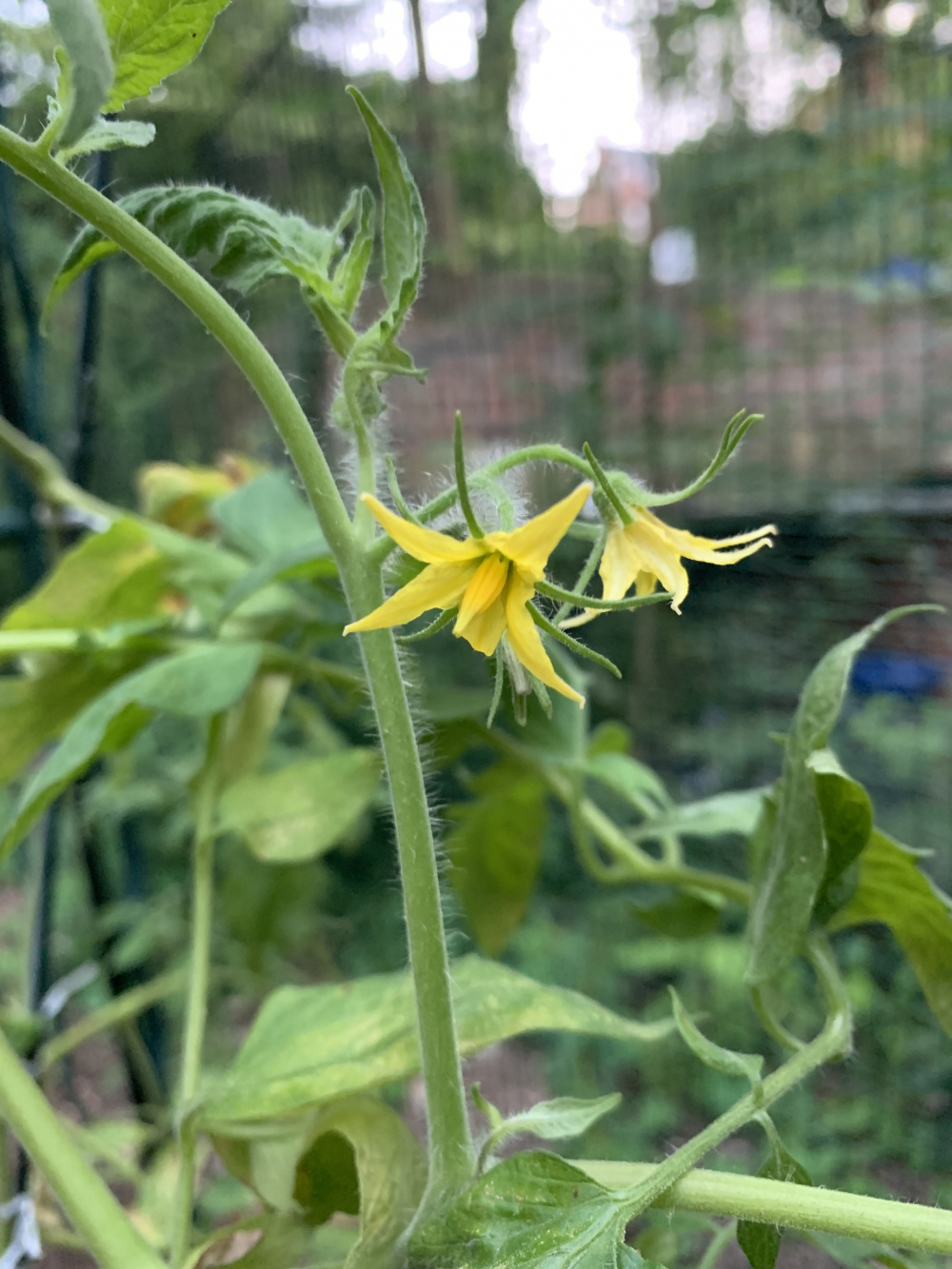 Why are tomato plants suddenly turning brown and wilting? — BBC