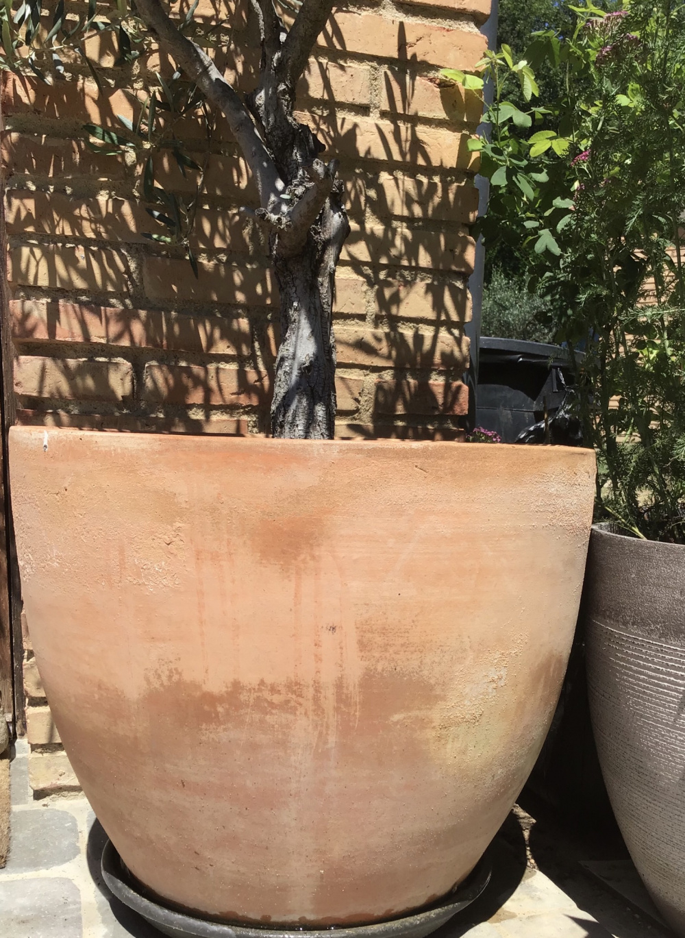 Monty’s large terracotta pots — BBC Gardeners' World Magazine