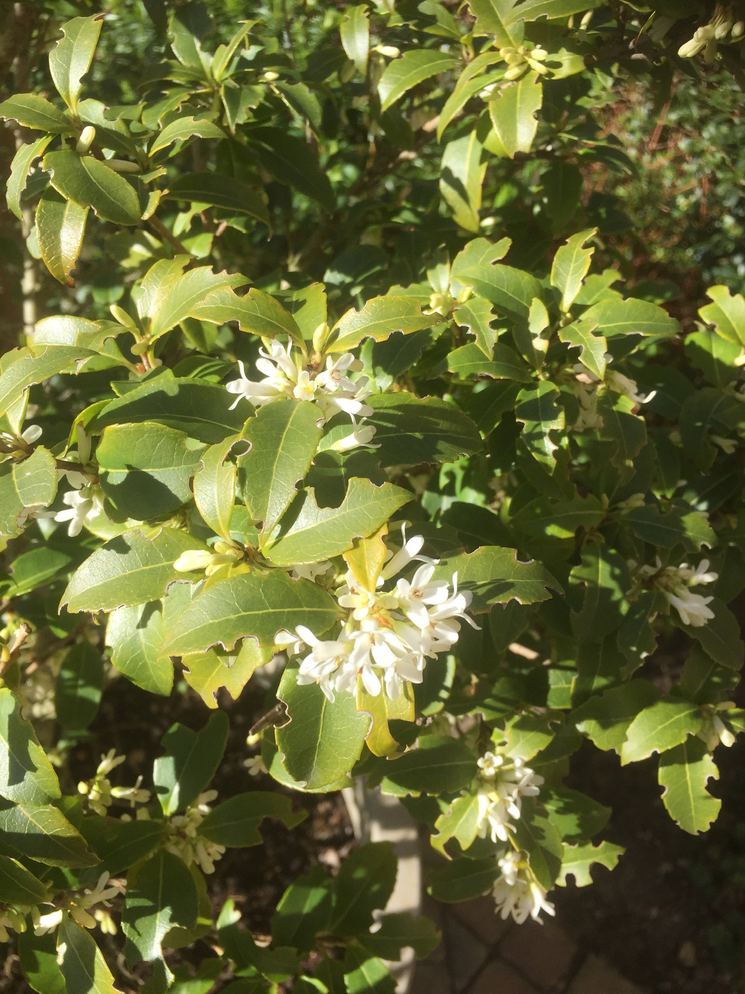 What’s eating my shrubs... — BBC Gardeners' World Magazine