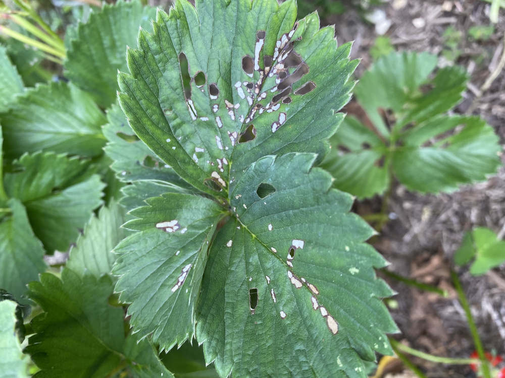 Bugs of strawberries — BBC Gardeners' World Magazine