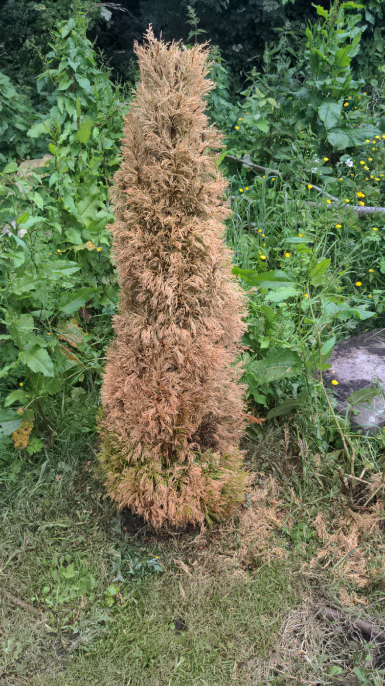 Why are my conifer trees going brown — BBC Gardeners' World Magazine