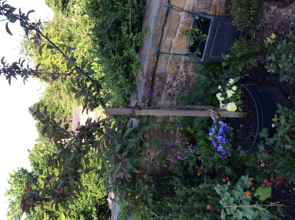 Growing a Plum Tree in a container — BBC Gardeners' World Magazine