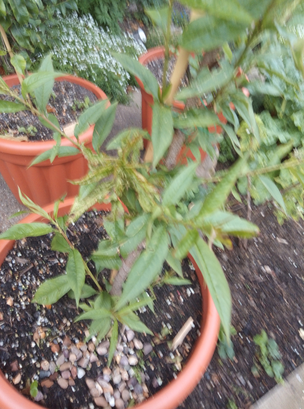 Nectarine tree problem — BBC Gardeners' World Magazine