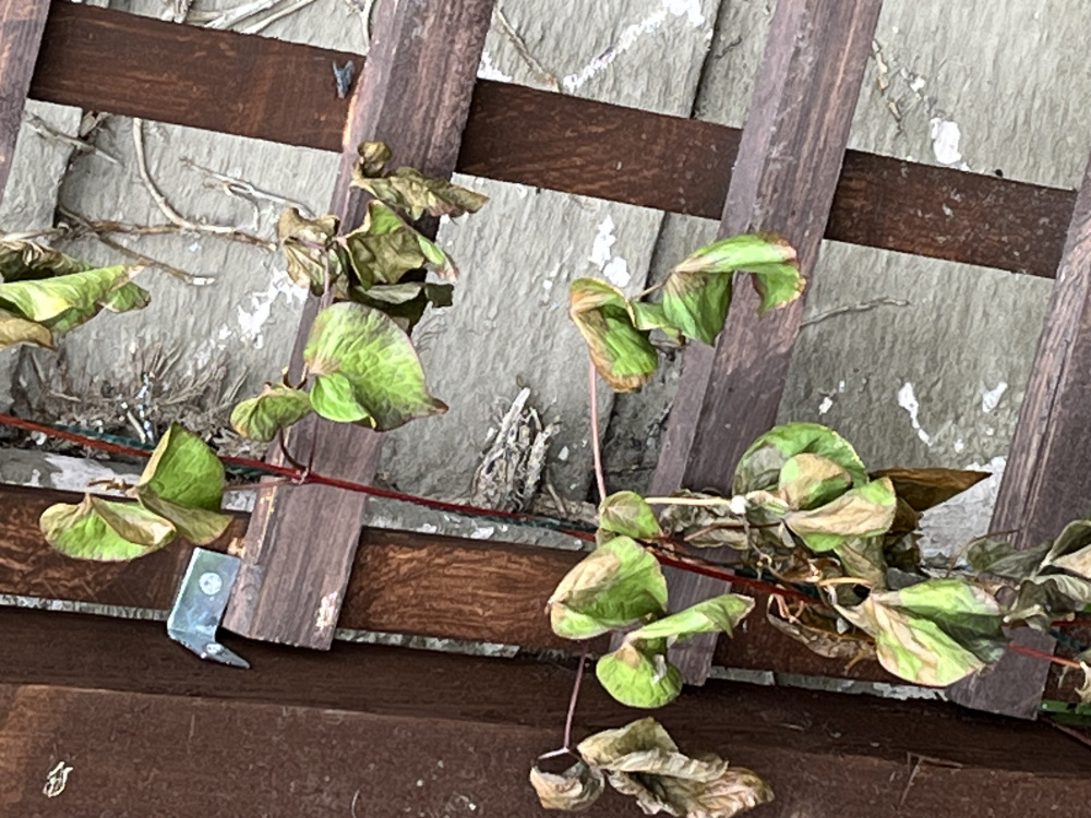 Young clematis dying😔 — BBC Gardeners' World Magazine