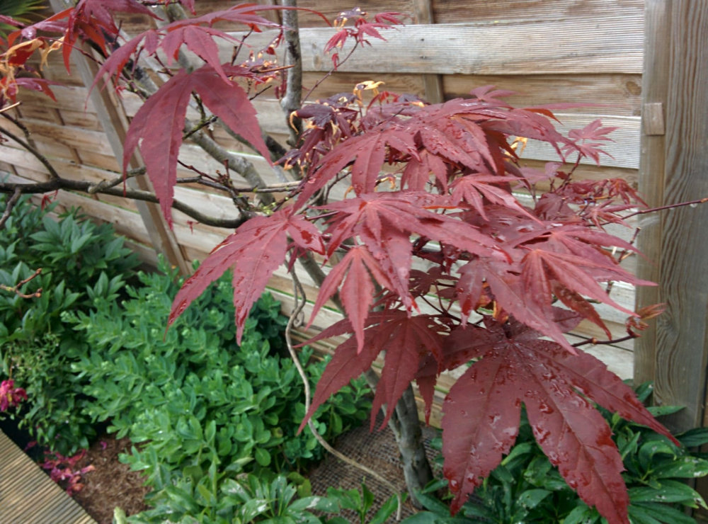 My acer tree looks unhealthy/is dying Pls help! Page 4 — BBC