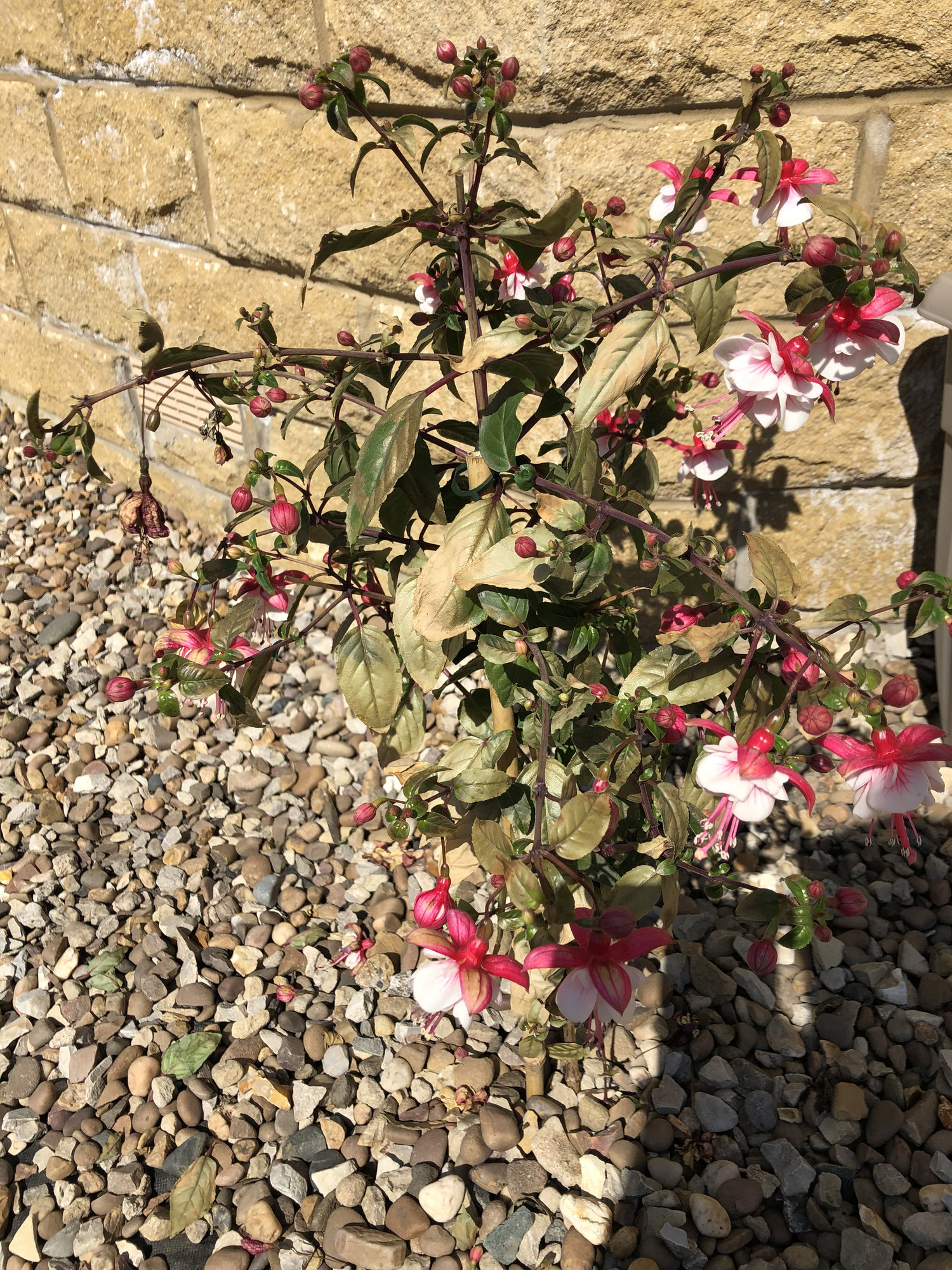Why is my Fuchsia dying?! — BBC Gardeners' World Magazine