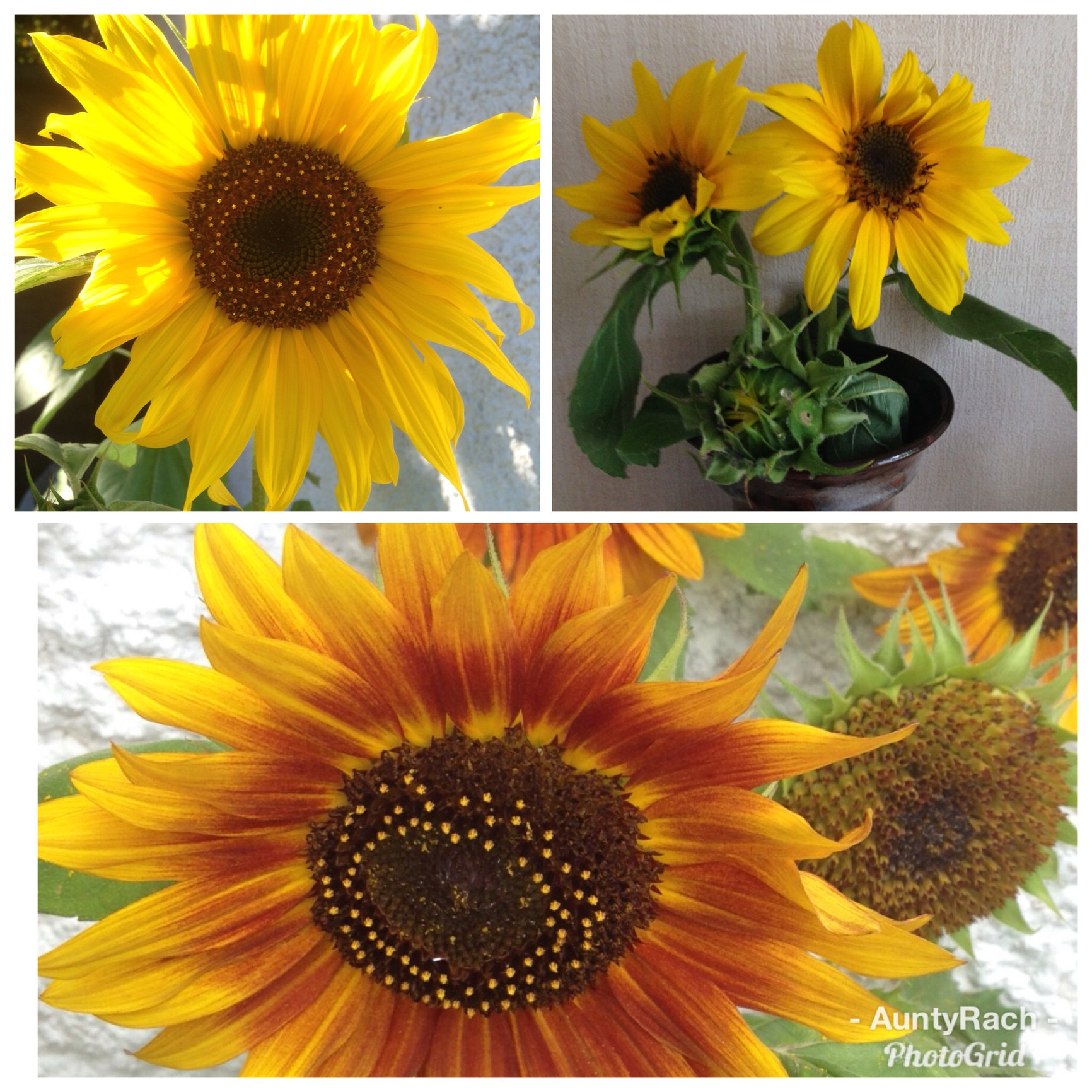 Sunflowers Flowering Early — BBC Gardeners' World Magazine