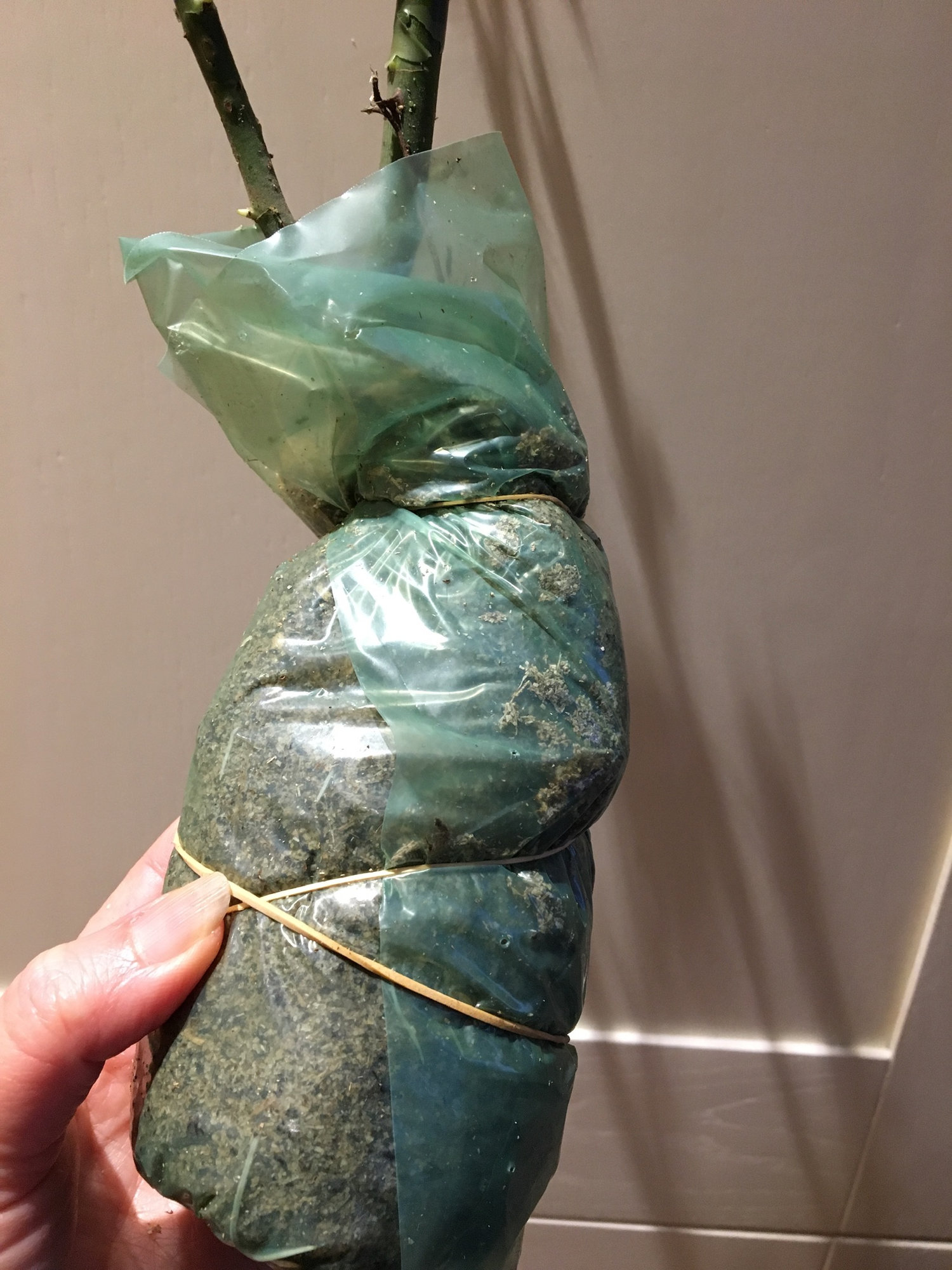 Bare root rose wrapped in compost? — BBC Gardeners' World Magazine