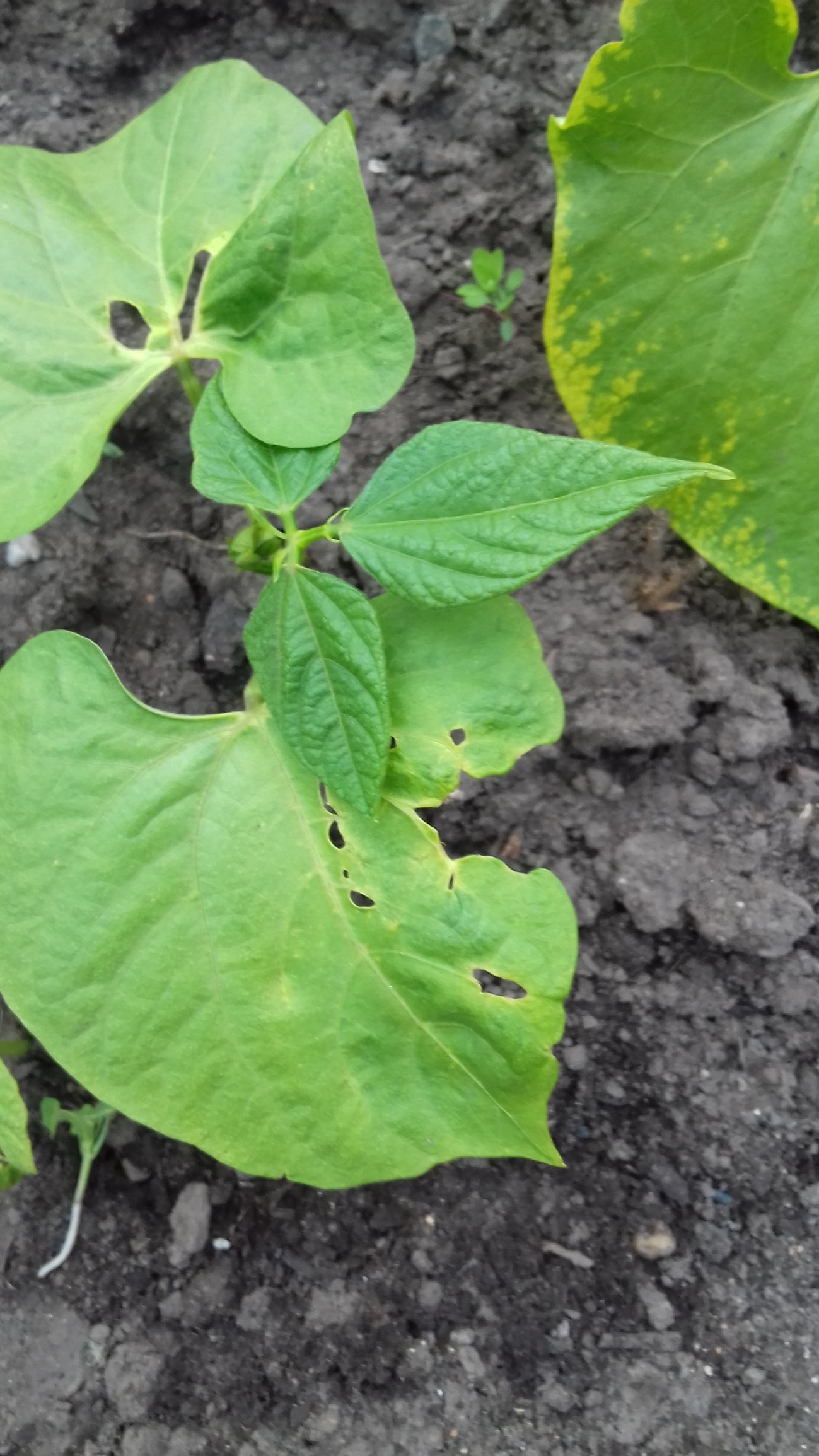 whats wrong with my bean plant? — BBC Gardeners' World Magazine