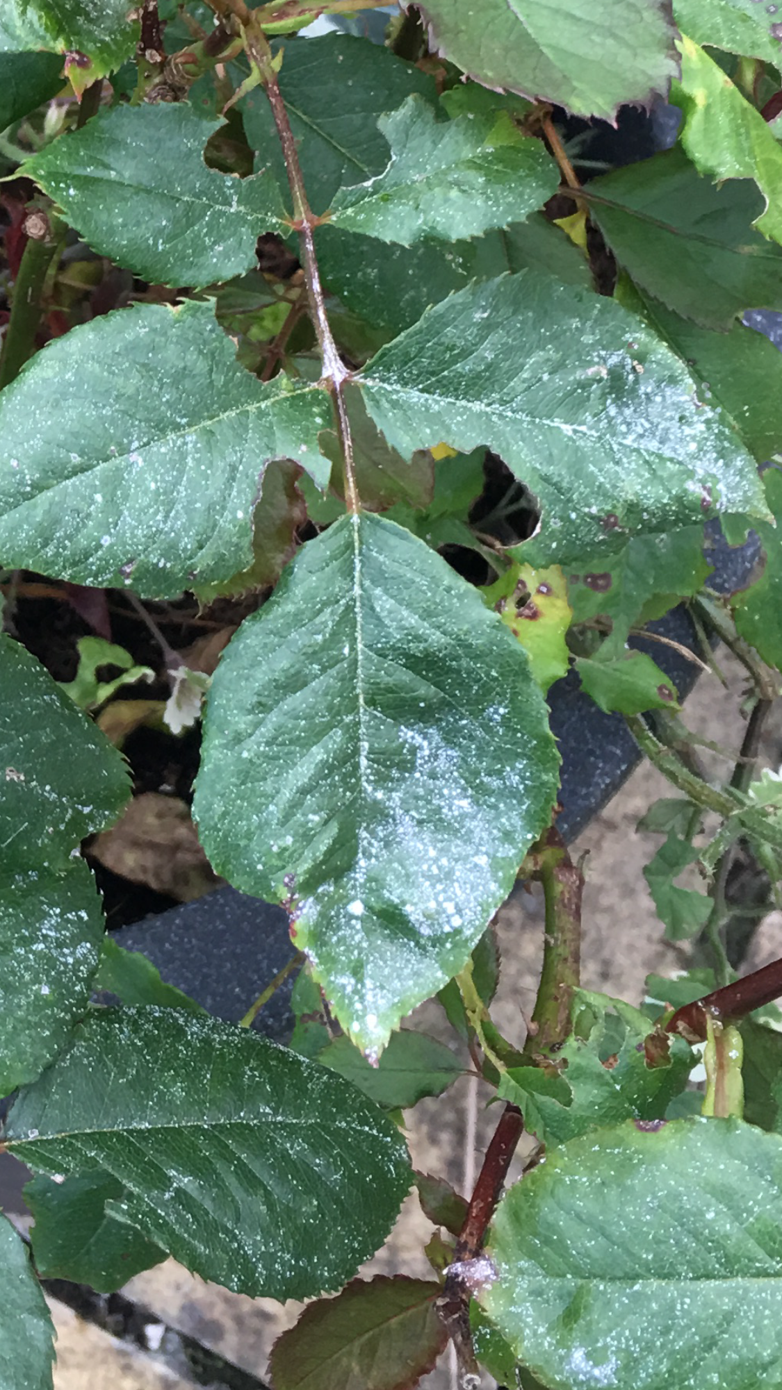 Rose Problems — BBC Gardeners' World Magazine
