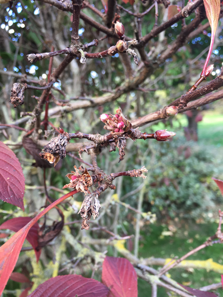 Viburnum dying! Not sure what to do! — BBC Gardeners' World Magazine