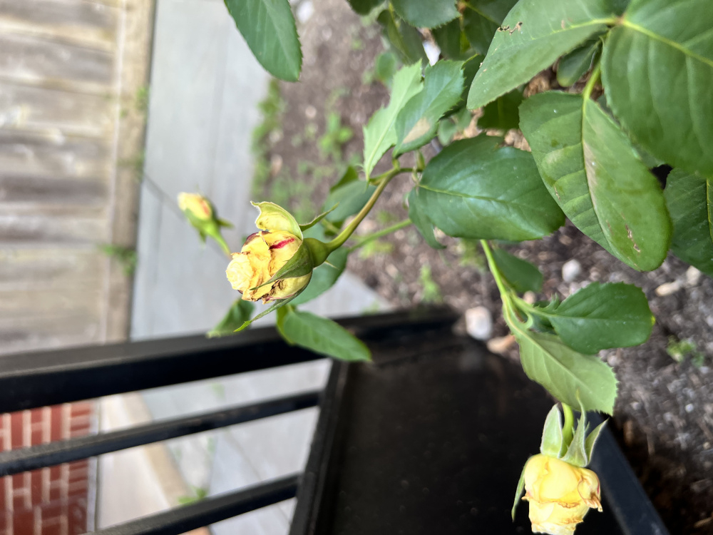 Why are my rose bloom wilted? — BBC Gardeners' World Magazine