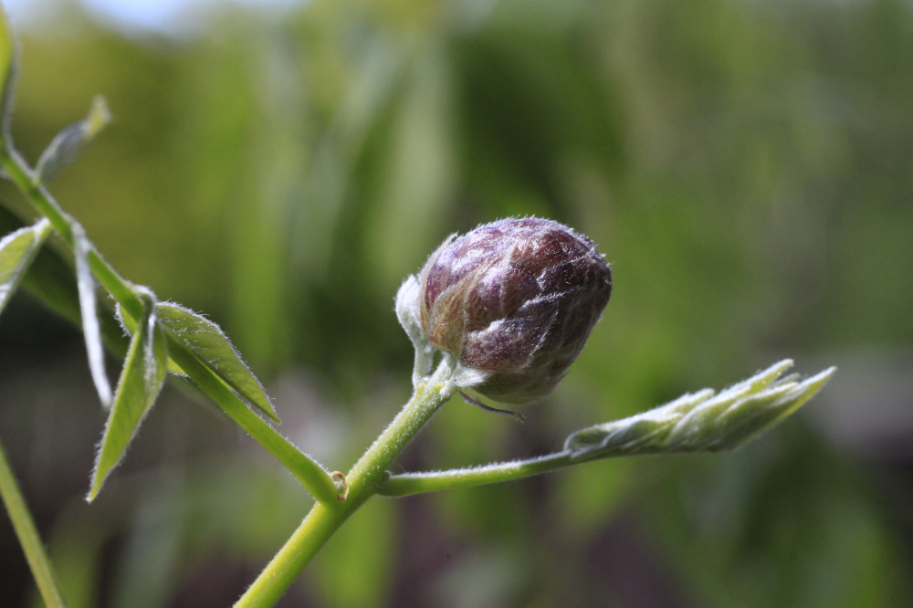 Wisteria — BBC Gardeners' World Magazine