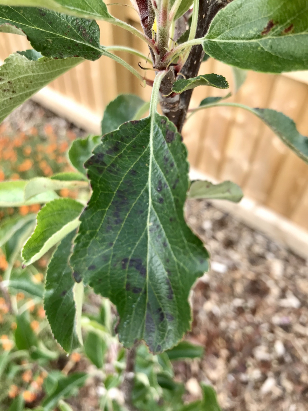 Apple tree problems — BBC Gardeners' World Magazine