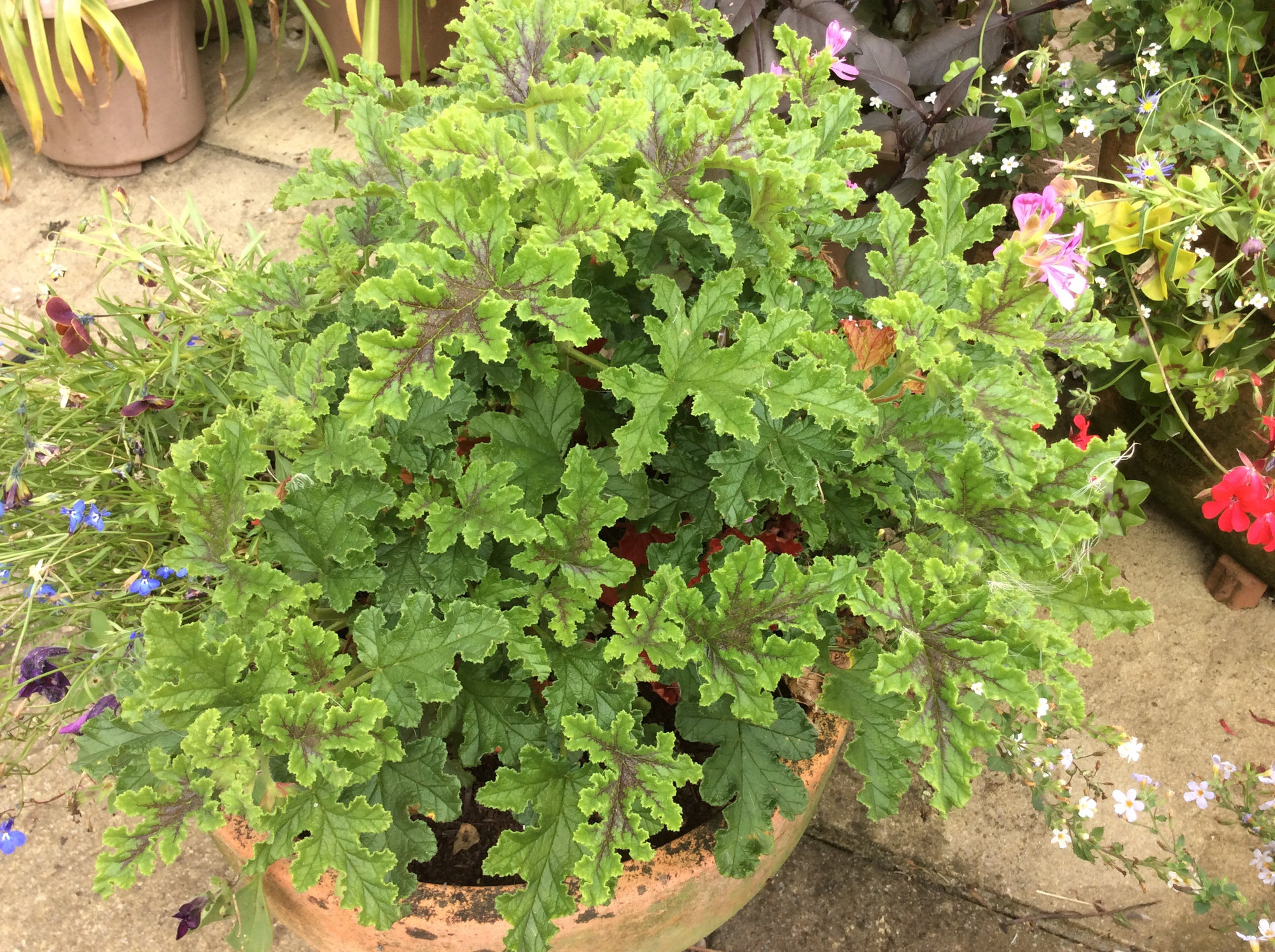 Why haven't my pelargoniums flowered? — BBC Gardeners' World Magazine
