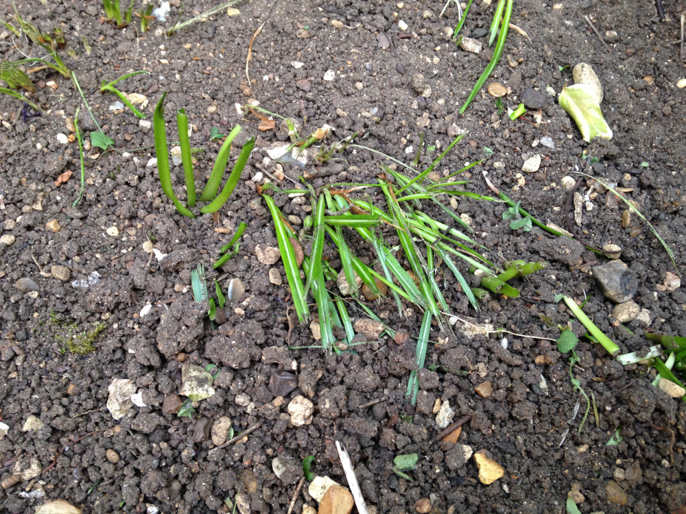 Gardener cut back my daffodil and crocus foliage after flowering. How