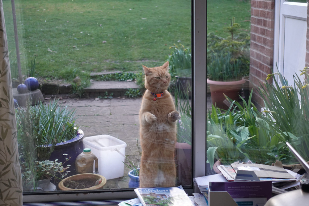 Flea treatment and cats Page 2 — BBC Gardeners' World Magazine Flea treatment and cats Page 2 — BBC Gardeners' World Magazine