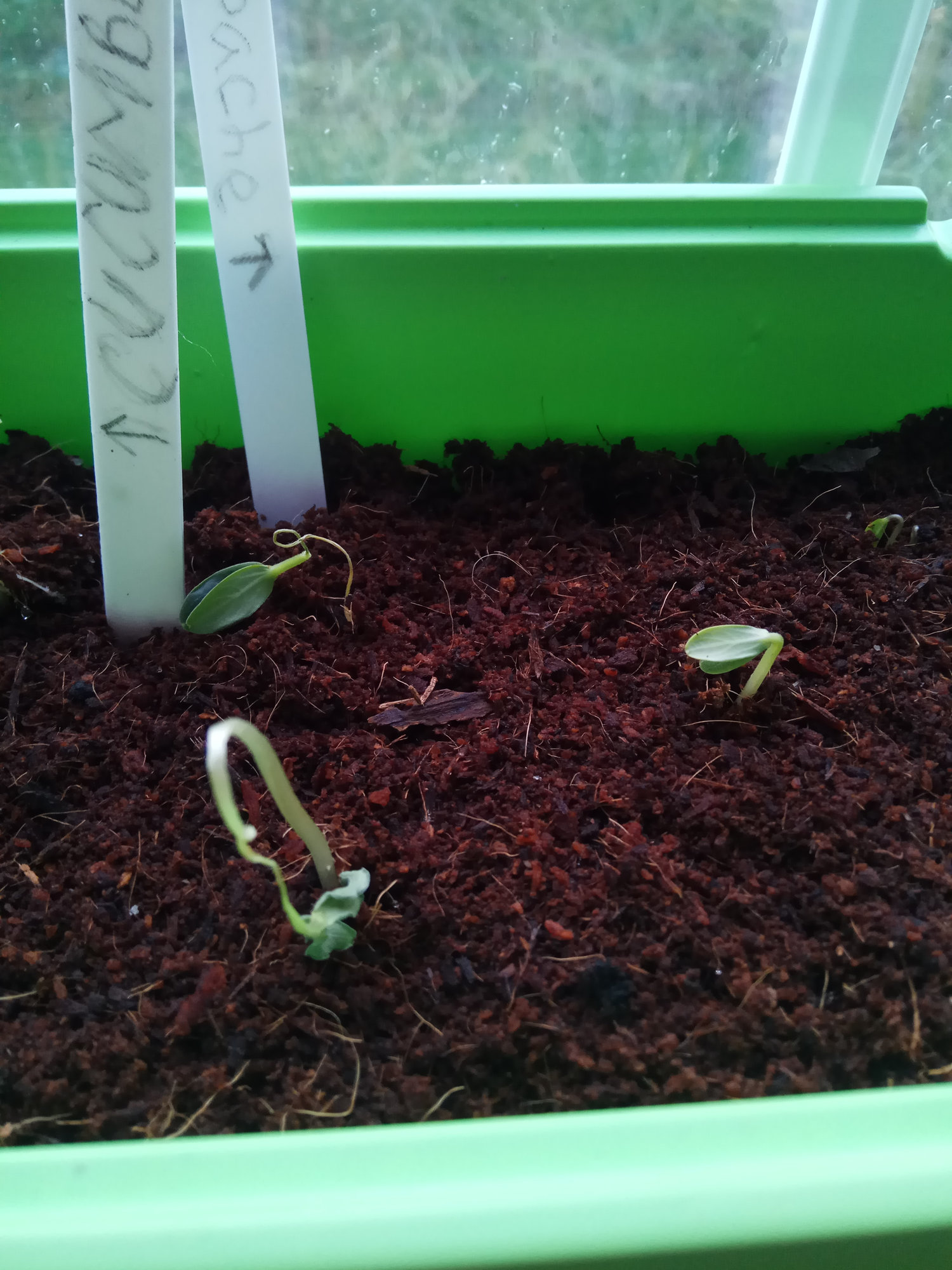Chilli seedlings wilting — BBC Gardeners' World Magazine