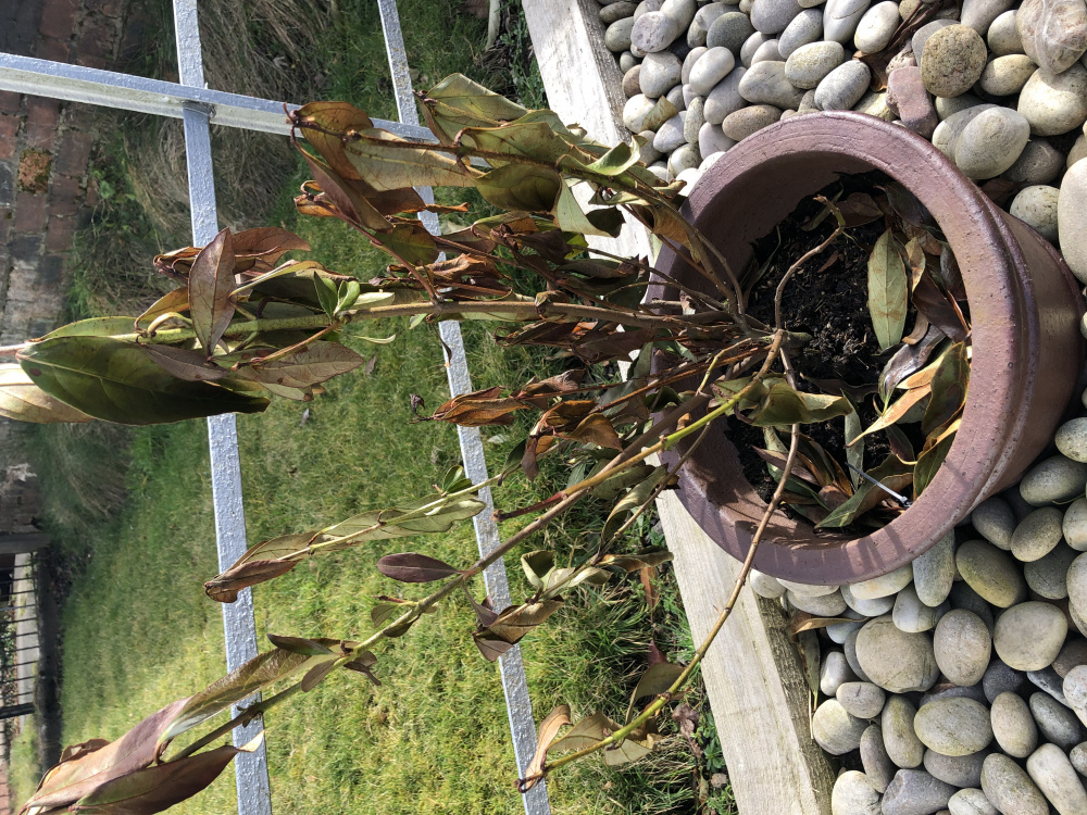 Copper Top (Sweet Viburnum) looks dead — BBC Gardeners' World Magazine