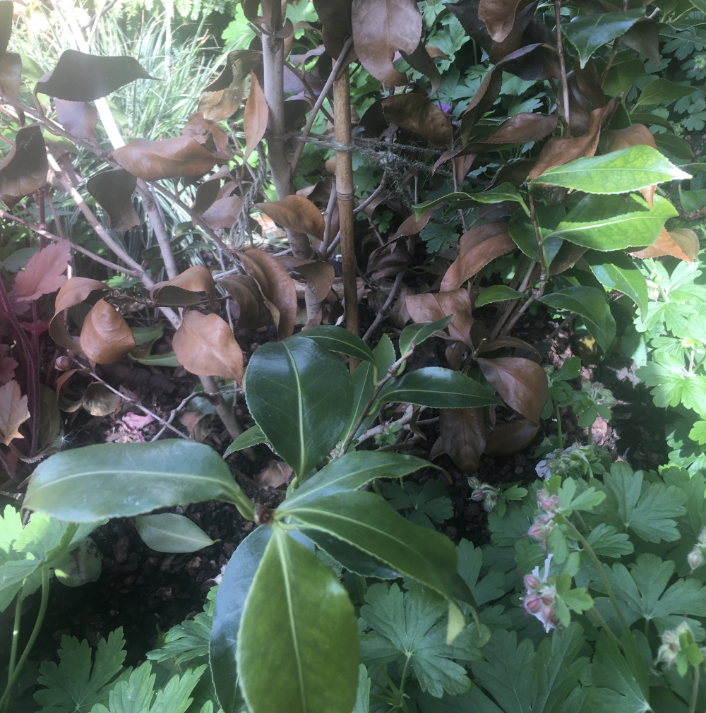 Camellia leaves turning brown — BBC Gardeners' World Magazine