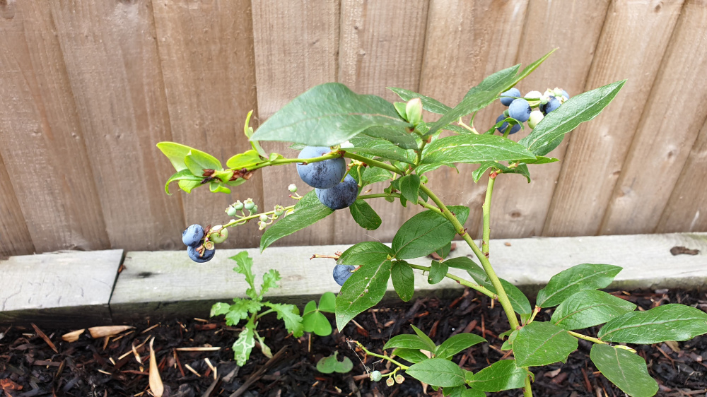 Blueberry plants turning leaves bright green / yellow Page 2 — BBC