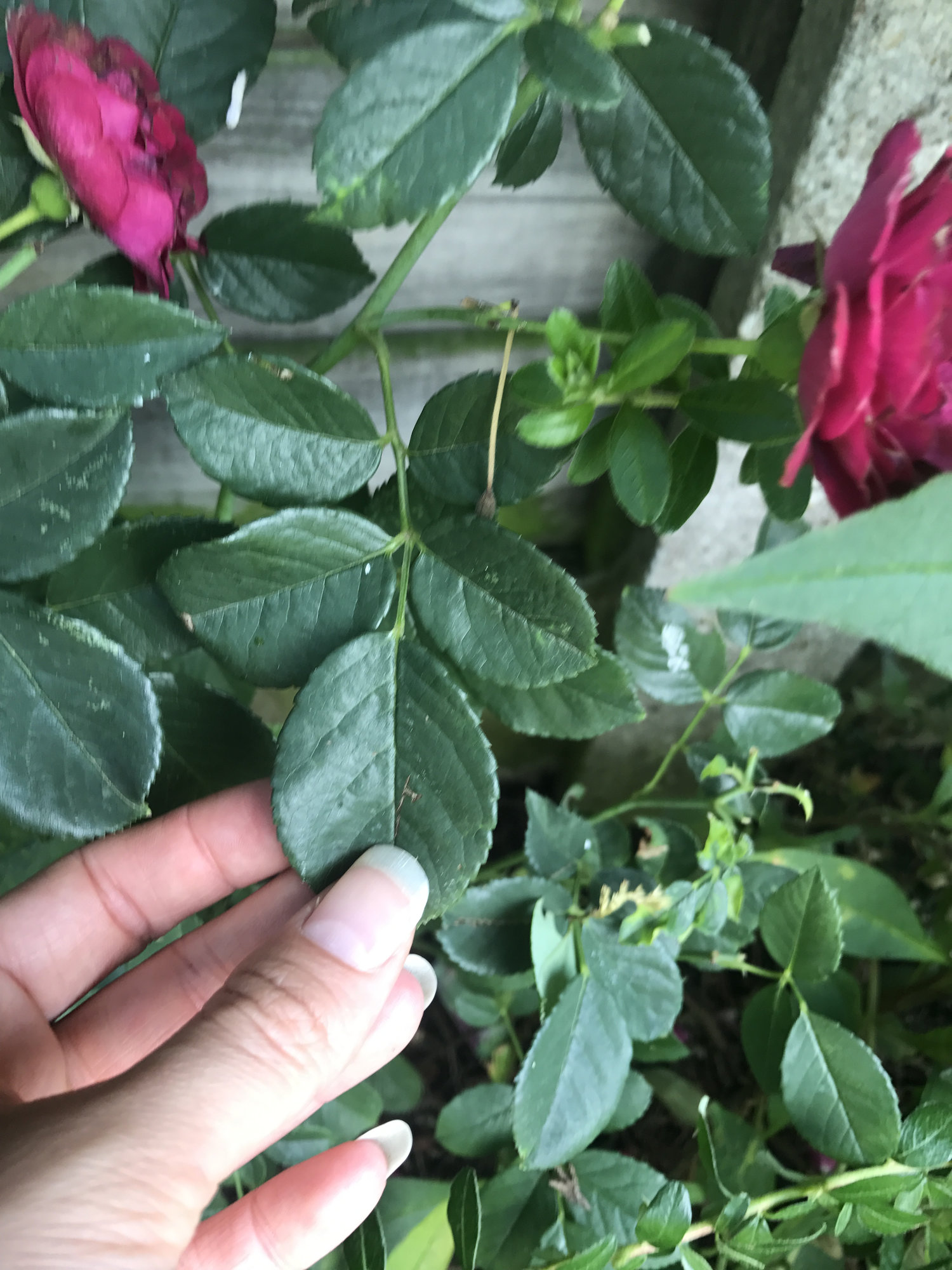 Drooping Rose Page 3 — BBC Gardeners' World Magazine