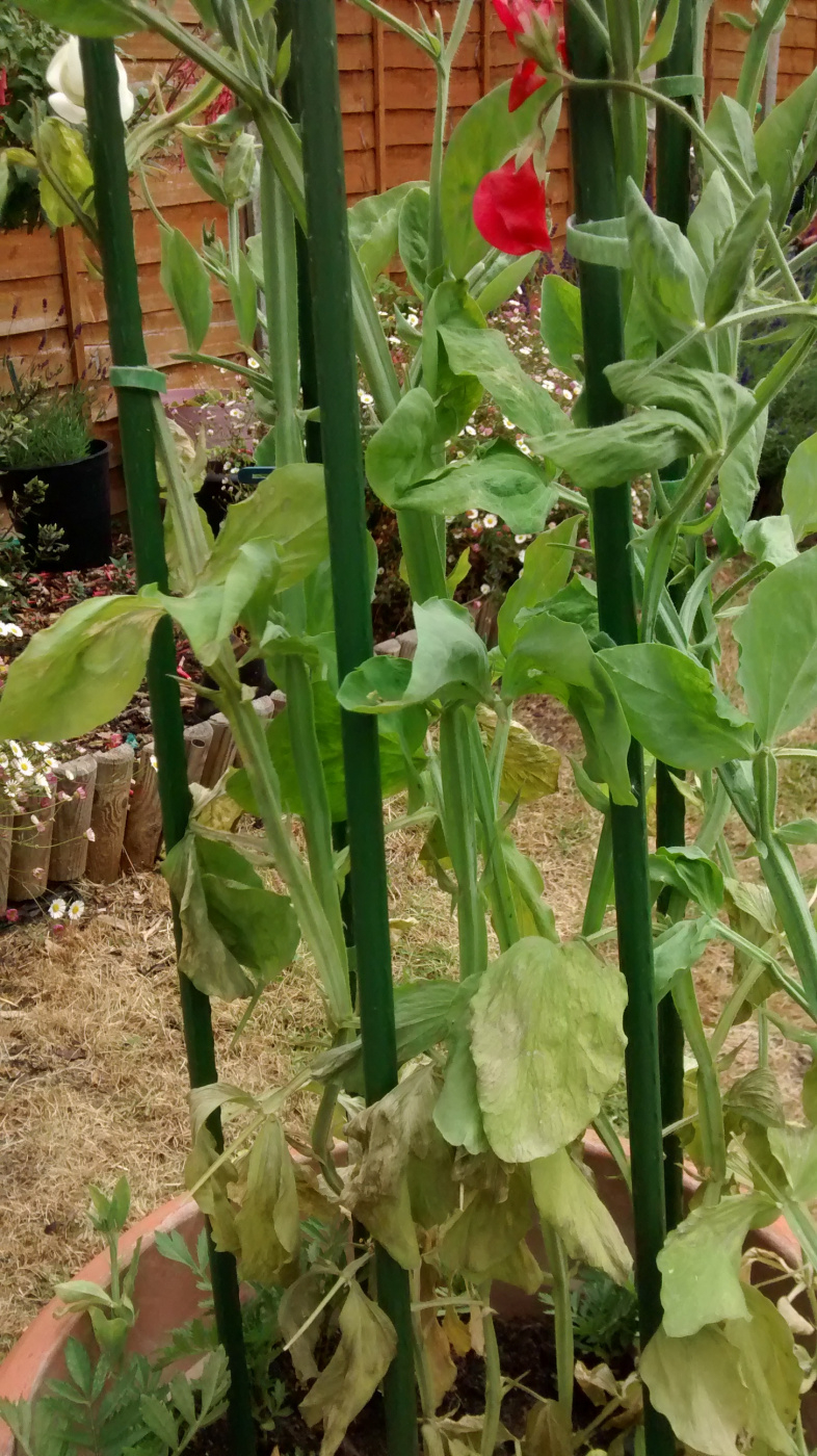 Sweet pea troubles — BBC Gardeners' World Magazine