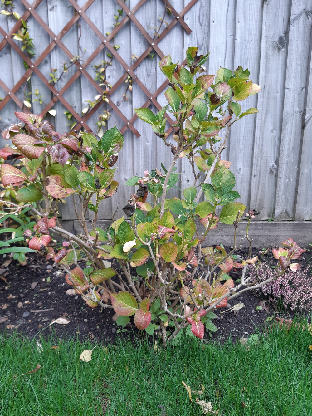 3yr old hydrangea looking leggy any tips? — BBC Gardeners' World Magazine