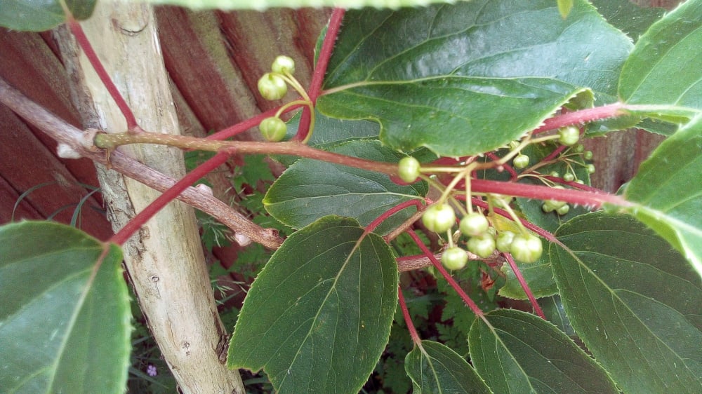 Are these flower buds on kiwi plants? — BBC Gardeners' World Magazine
