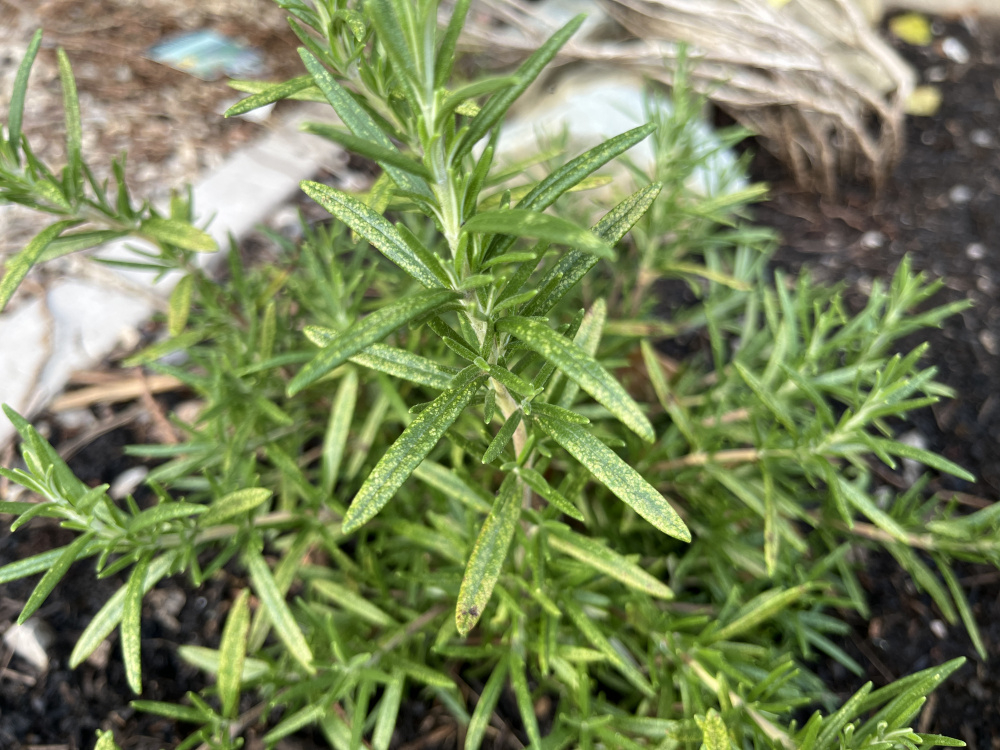 Rosemary problems — BBC Gardeners' World Magazine