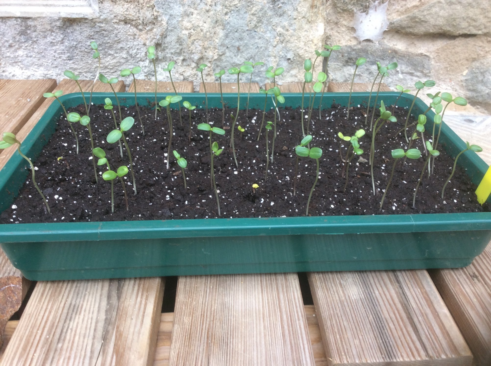 Keeping these Tithonia seeds alive.. — BBC Gardeners' World Magazine