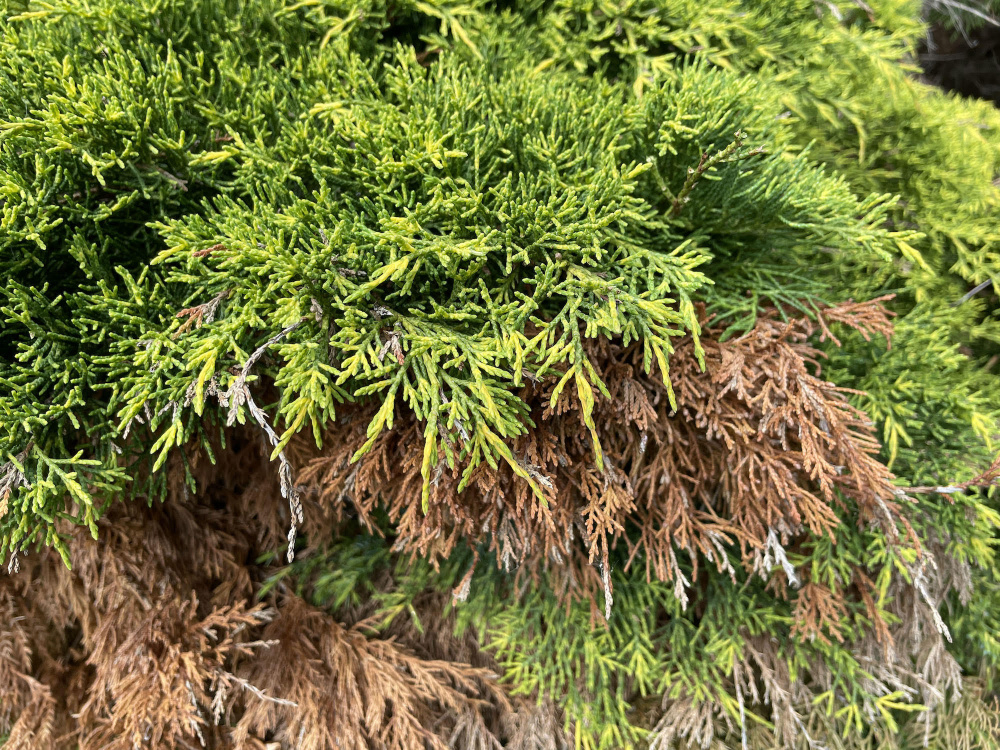 Problems with Creeping Juniper — BBC Gardeners' World Magazine