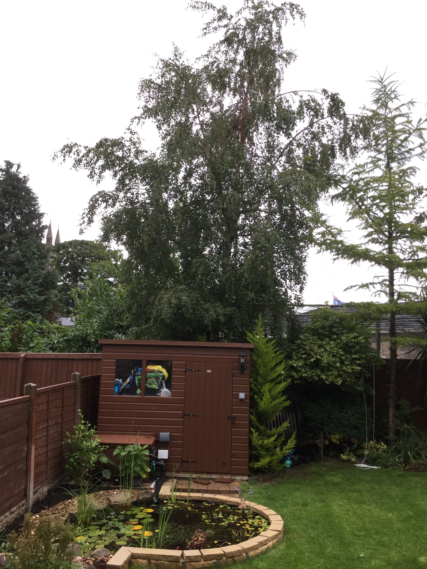 Silver birch close to house Page 2 — BBC Gardeners' World Magazine