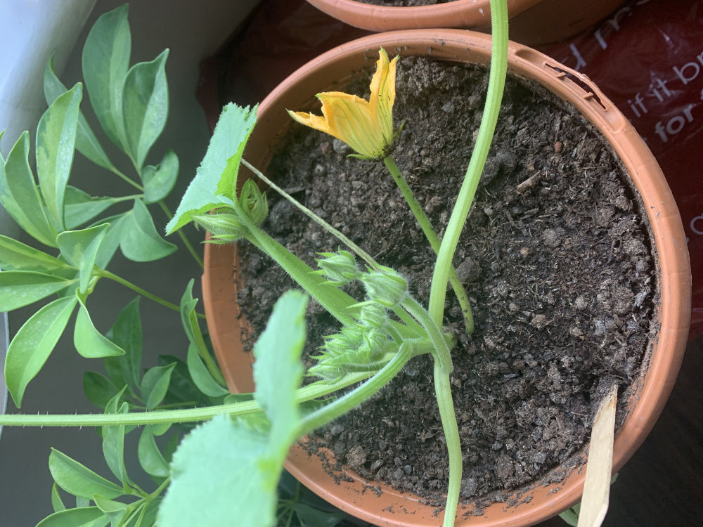 Should i cut flowers off? — BBC Gardeners' World Magazine