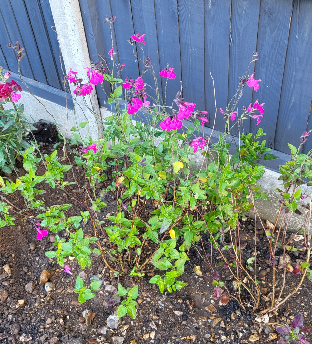Which colour flowers would you put with hot pink? — BBC Gardeners