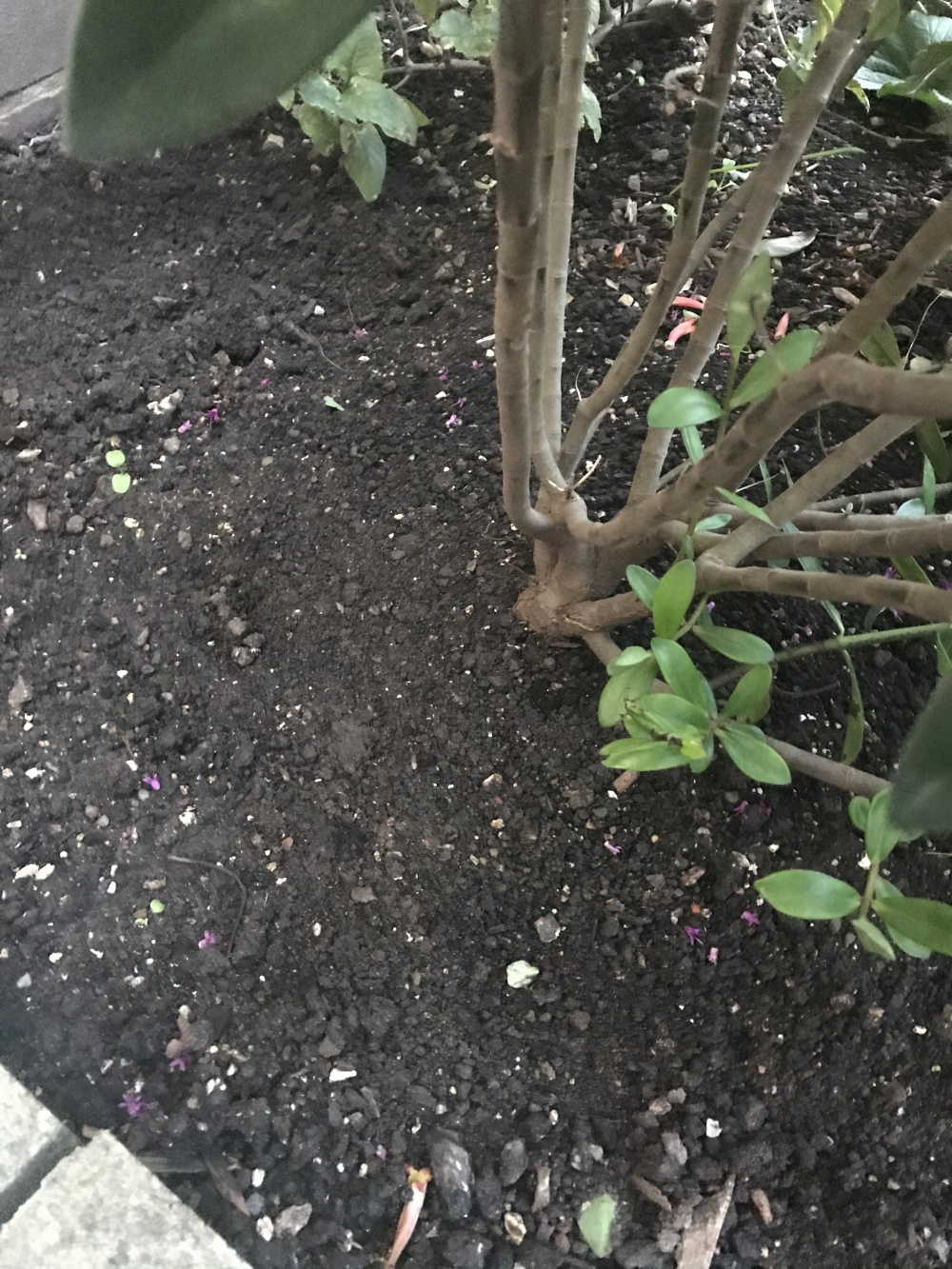 Hebe pruning — BBC Gardeners' World Magazine