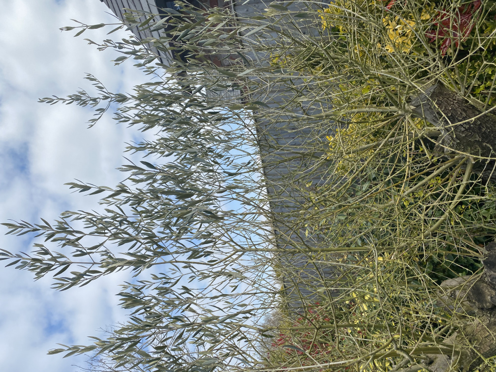 Help is my olive tree dying? The leaves are growing at the top but