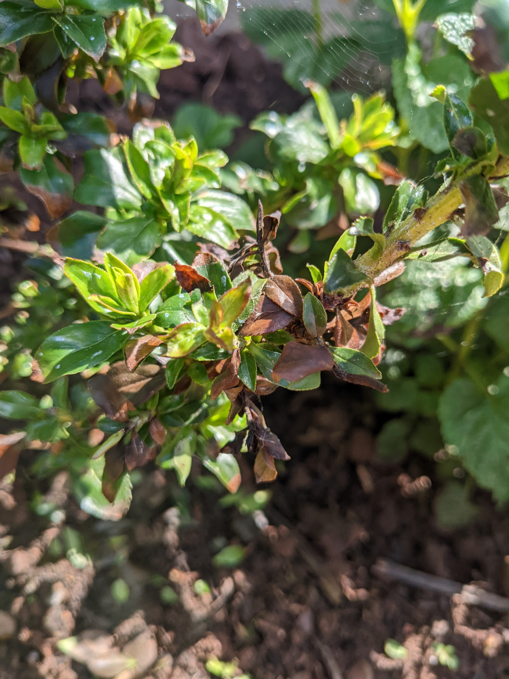 Escallonia going brown — BBC Gardeners' World Magazine