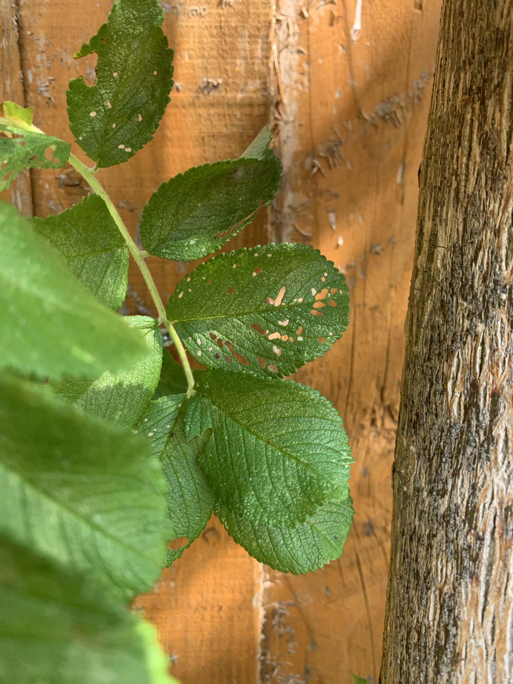 What is eating my plants?? — BBC Gardeners' World Magazine