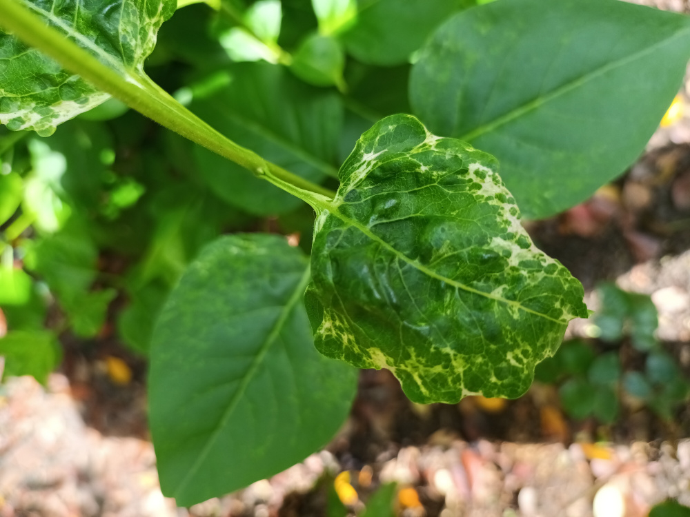 Buddleia — BBC Gardeners' World Magazine