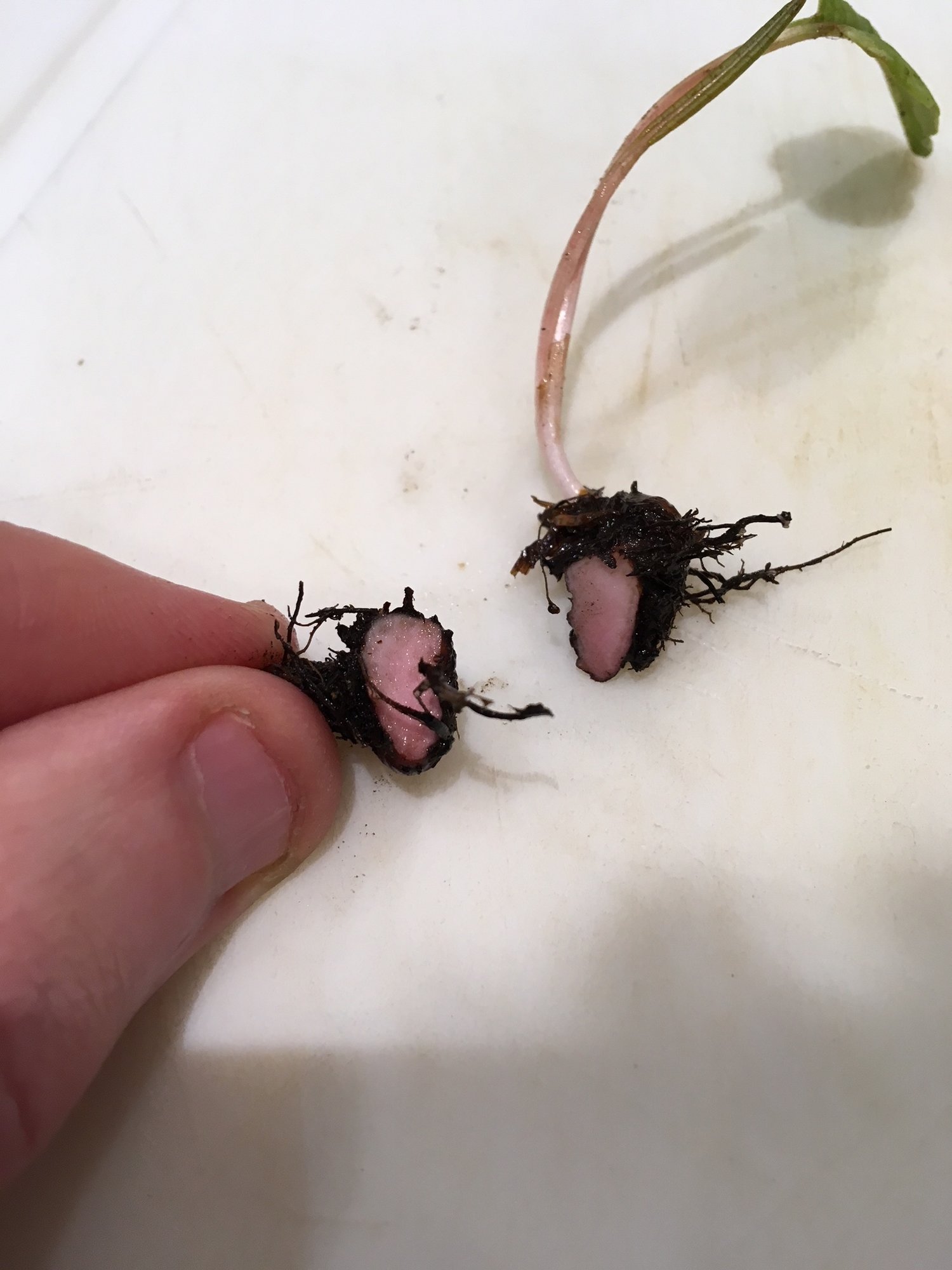 Help identifying this shooting plant/weed — BBC Gardeners' World Magazine