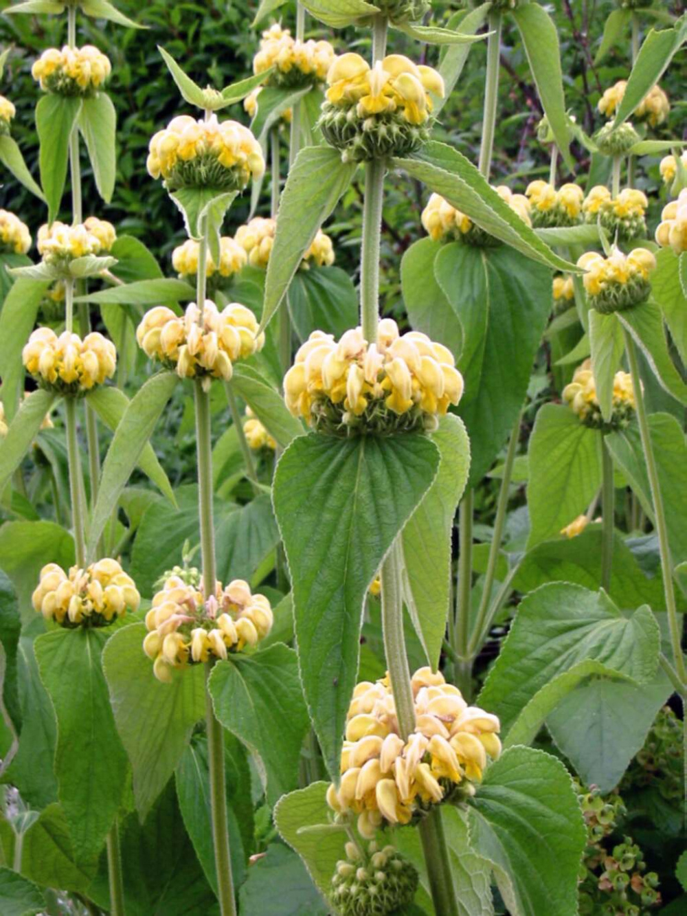Jerusalem Sage Phlomis — BBC Gardeners' World Magazine