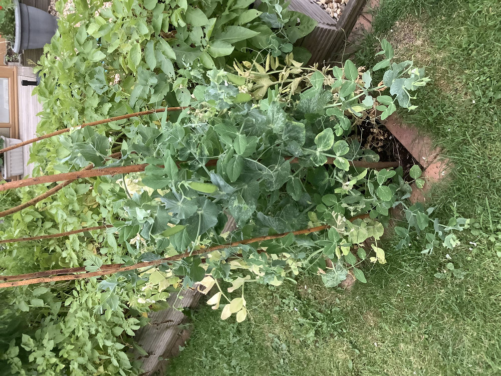 Yellowing peas? — BBC Gardeners' World Magazine