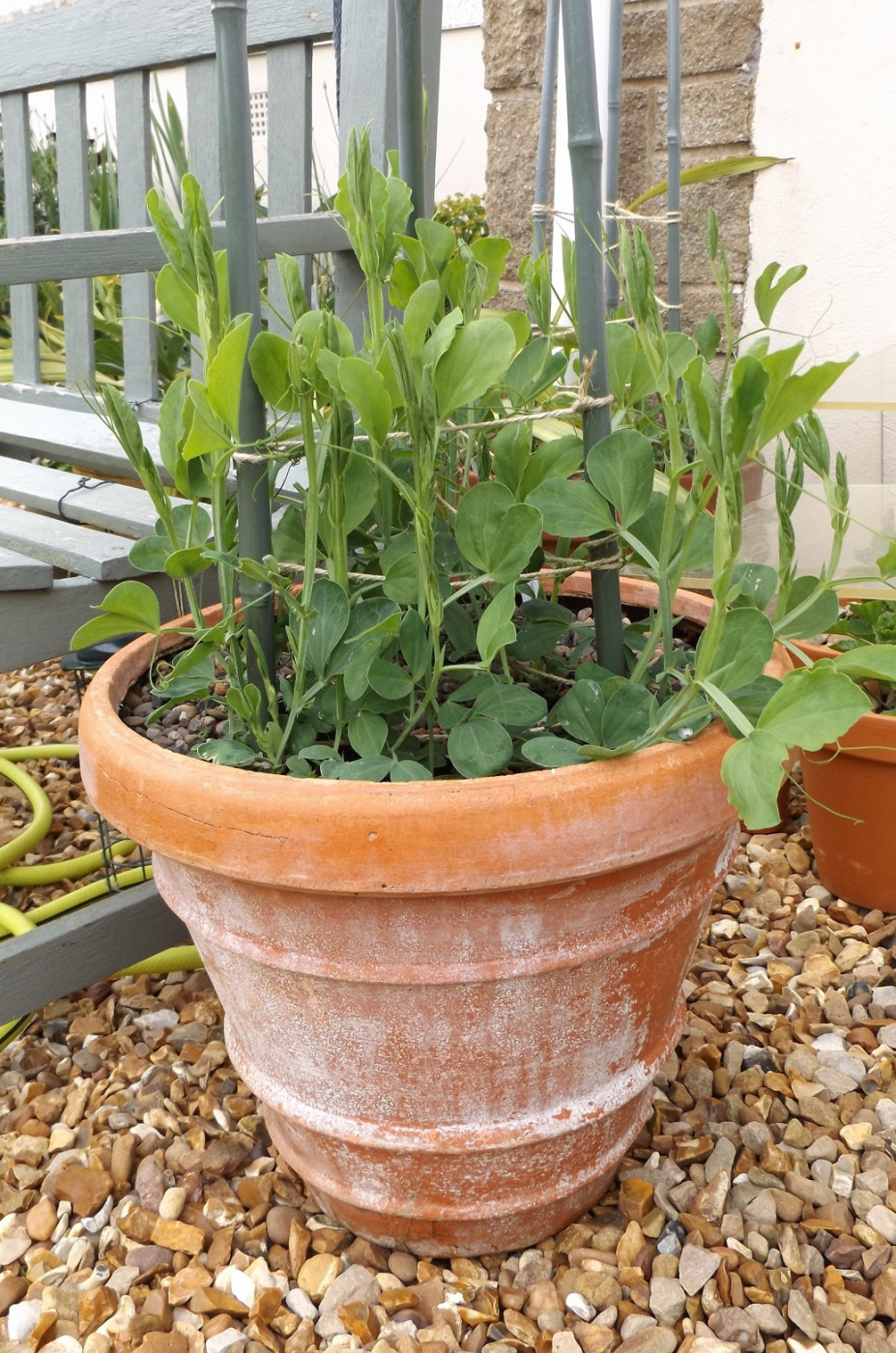 Sweet Peas not flowering Please help! Page 2 — BBC Gardeners' World